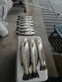 Houston Report Photo 2