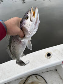 Outer Banks Sound Report Photo 4