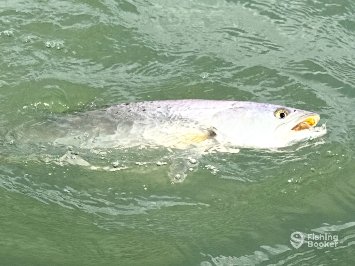 Port O'Connor Report Photo 0