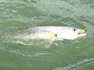 Ole Buddies New Fish