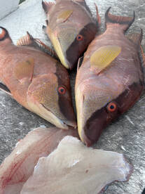 Beautiful hogfish meats
