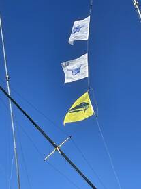 November Mahi and Sails! 
