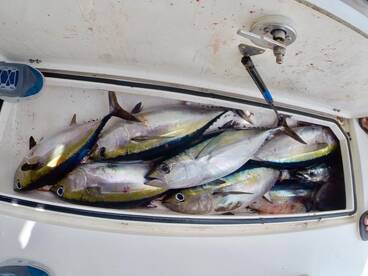 Tunas!