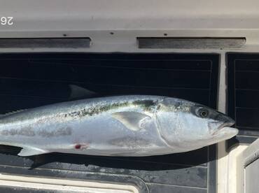 Mid North Coast Report Photo 3