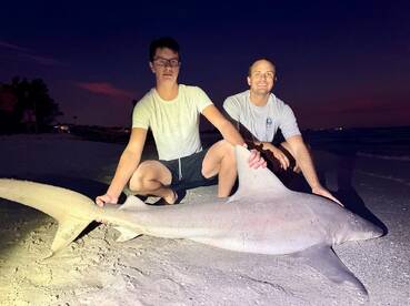 26 sharks in 4 nights