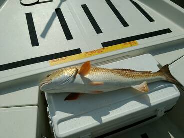 Ran into some Breton Sound Bulls