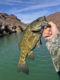 Lake Havasu City Report Photo 2