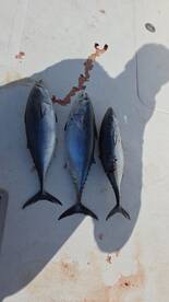 Fujairah Report Photo 1