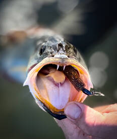 The most wonderful time of the year is h