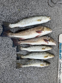 Port Richey Report Photo 3