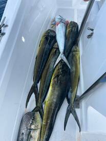 Fishing Report 12/04/25