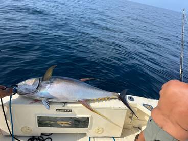 Big Yellowfin Onboard 