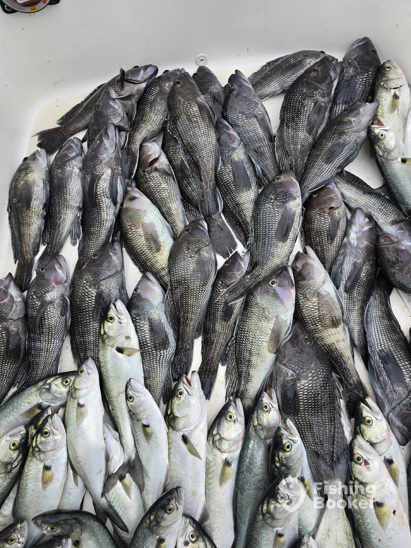 St. Simons Island Report Photo 0