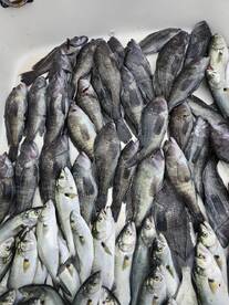 Offshore fishing at it best.