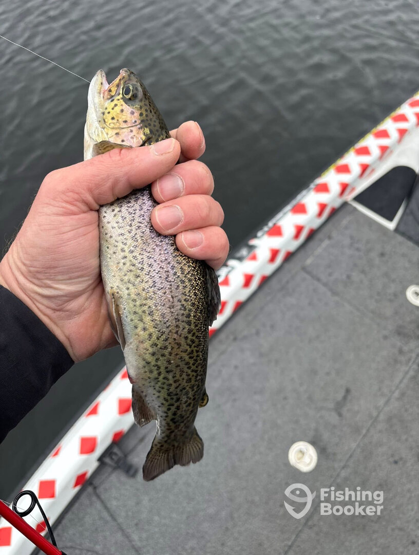 Branson Report Photo 0