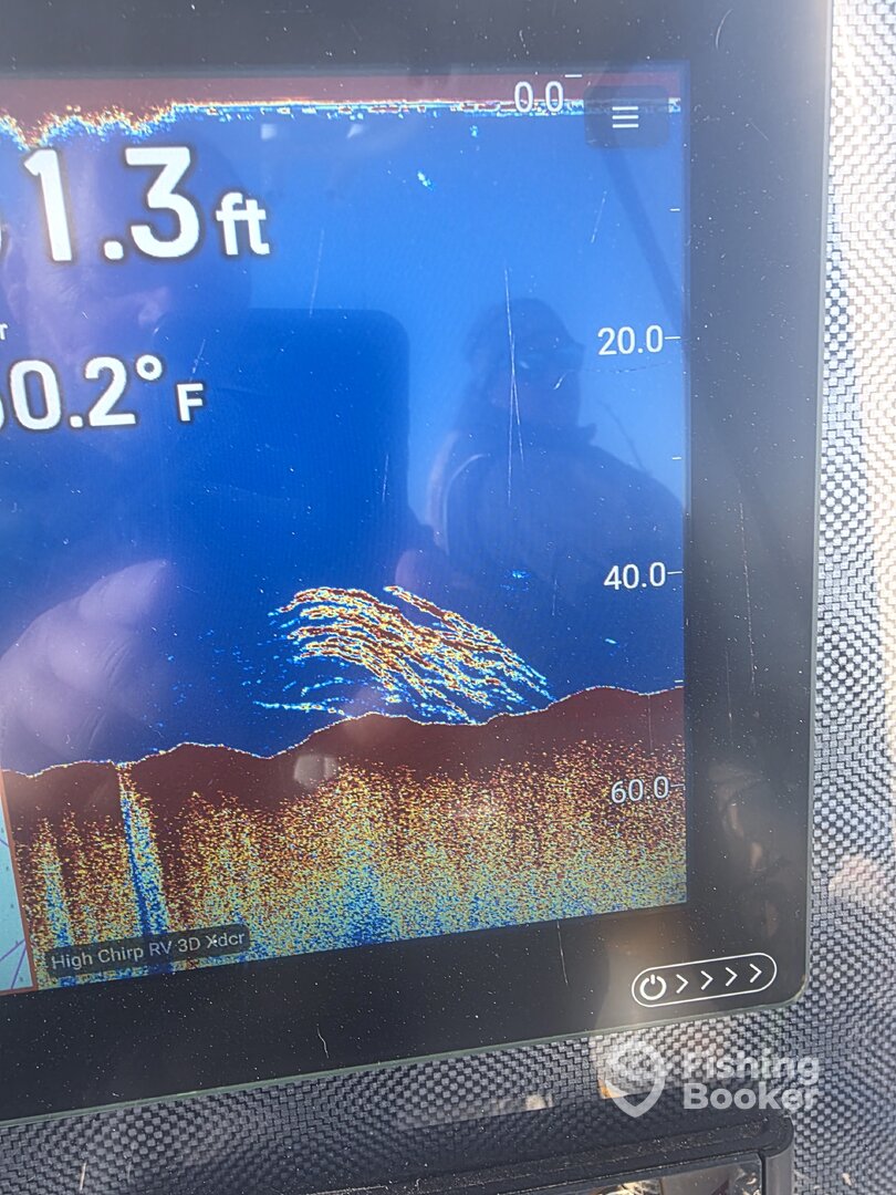 Striped Bass still around 