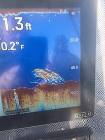 Striped Bass still around 