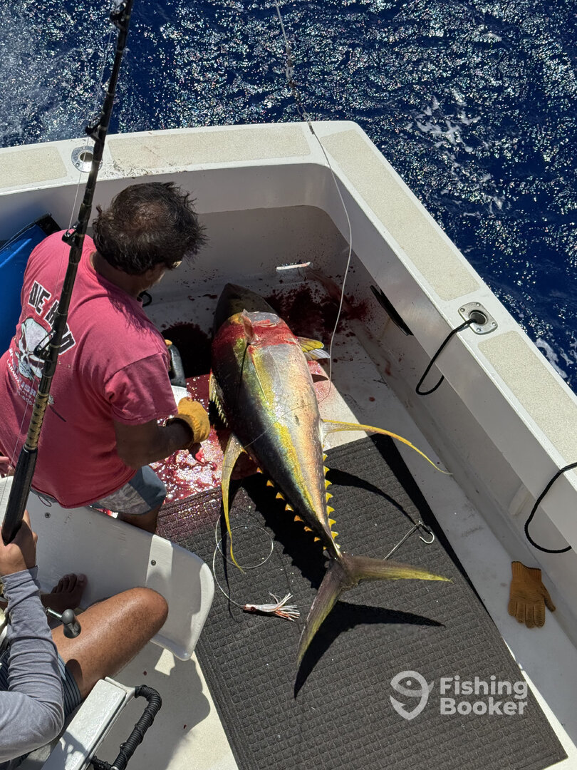 Honolulu Report Photo 0