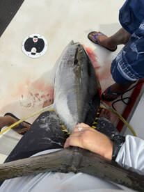 Honolulu Report Photo 2