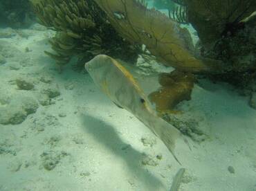 Placencia Report Photo 2