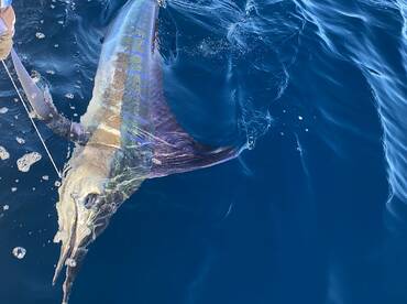 One striped marlin today and one blue 