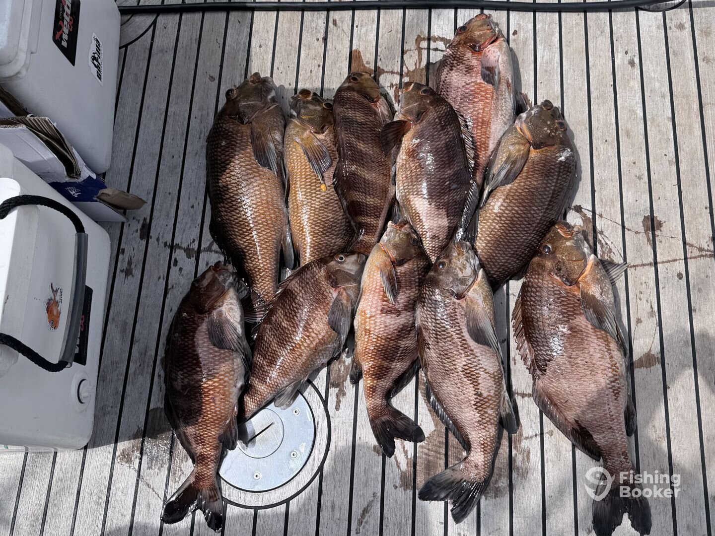 Hauraki Gulf Report Photo 0