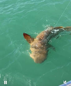 Release them with care!