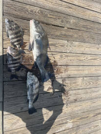 Volusia County Report Photo 3