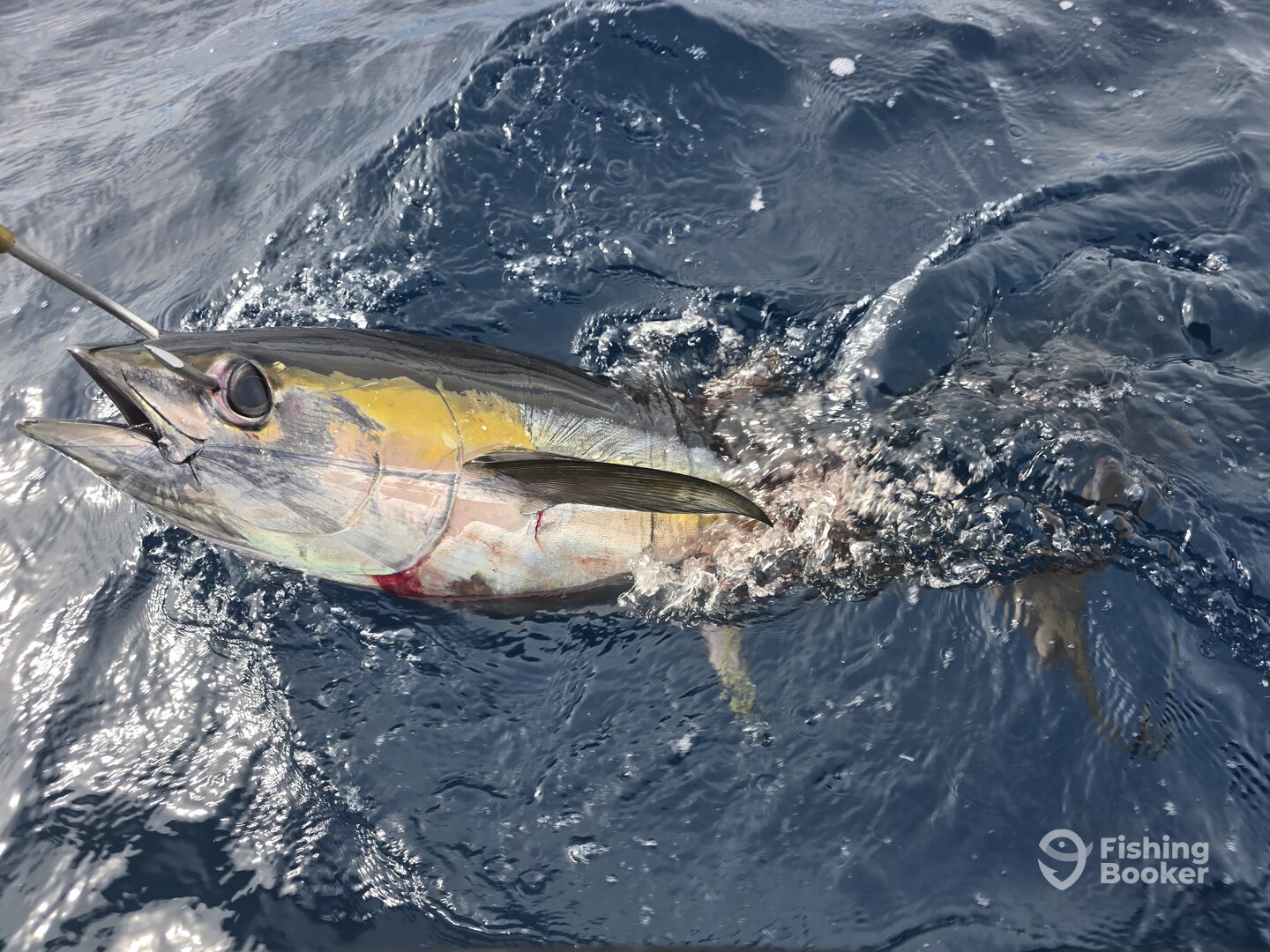 Osa Peninsula Report Photo 0