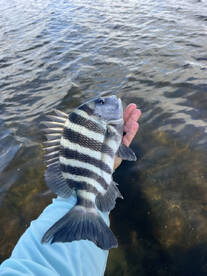 Punta Gorda Report Photo 1