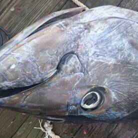 Queens Report Photo 1