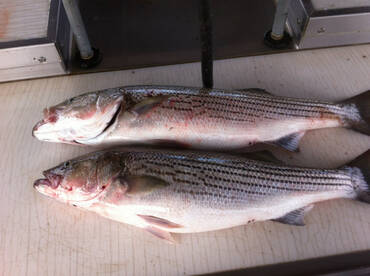 Lake Havasu Fishing Report – December 1–