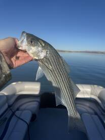 Lake Havasu City Report Photo 1