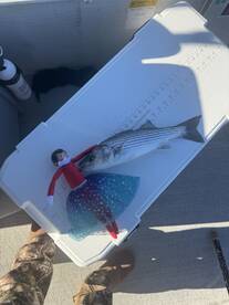 Lake Havasu City Report Photo 2