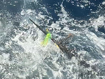 Mid North Coast Report Photo 3