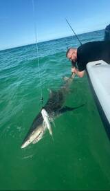 8ft lemon shark 