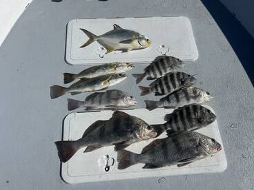 Punta Rassa Report Photo 1