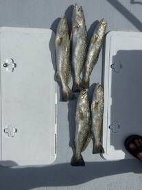 Punta Rassa Report Photo 2