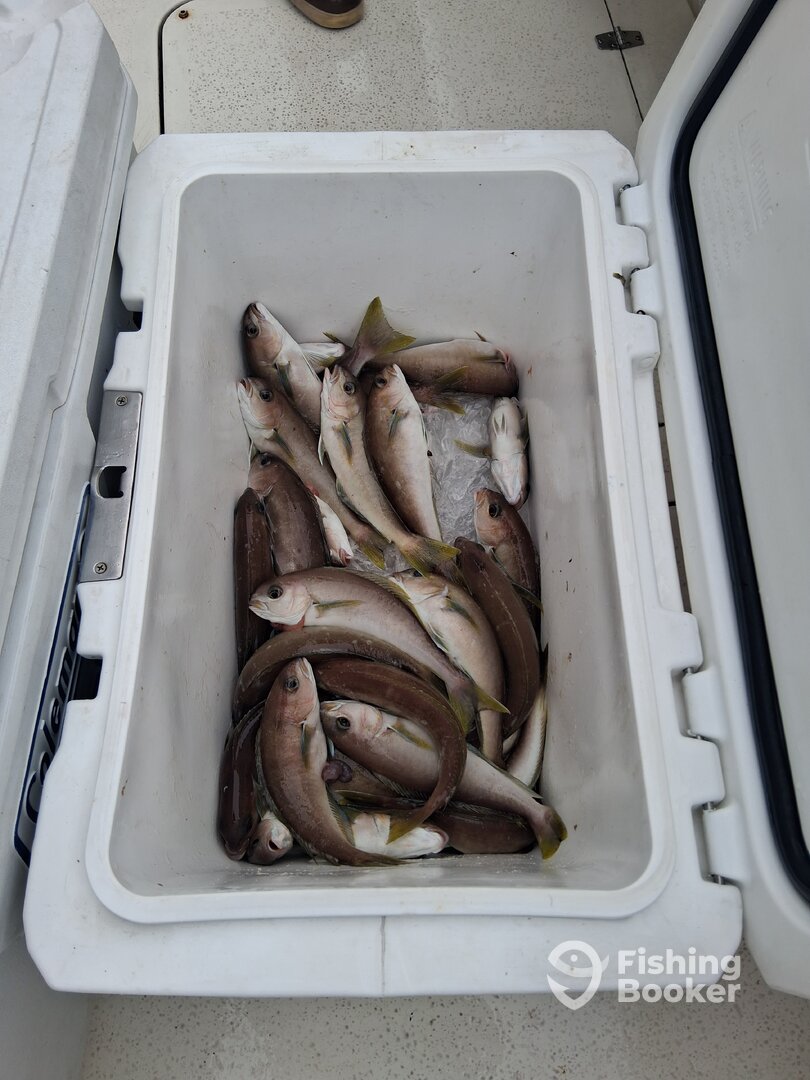 Dana Point Report Photo 0