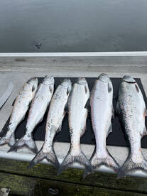 Winter King Salmon Limits! 