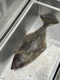 Winter Halibut Fishing & Crab!!