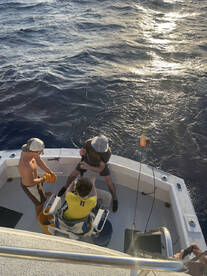 Honolulu Report Photo 1