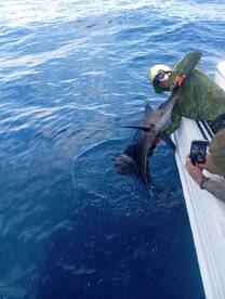 Sailfish and mahi mahi dayuchos b