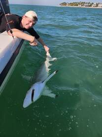 Black tip shark on light tackle 