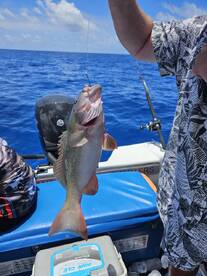 North Queensland Report Photo 1