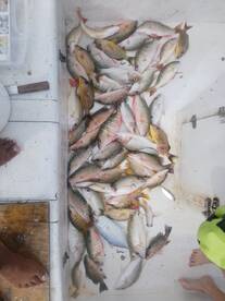 San Pedro Report Photo 1