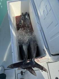 Late December/ Early January Report  