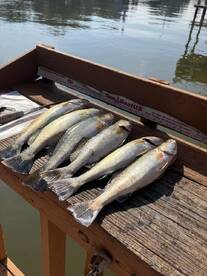 Houston Report Photo 1