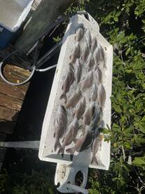 Pinellas County Report Photo 4