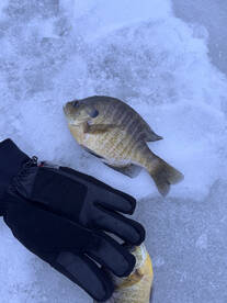 Rhinelander Report Photo 2